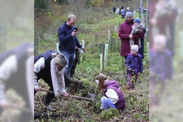 Setzlinge fr Neugeborene wachsen zum Zukunftswald