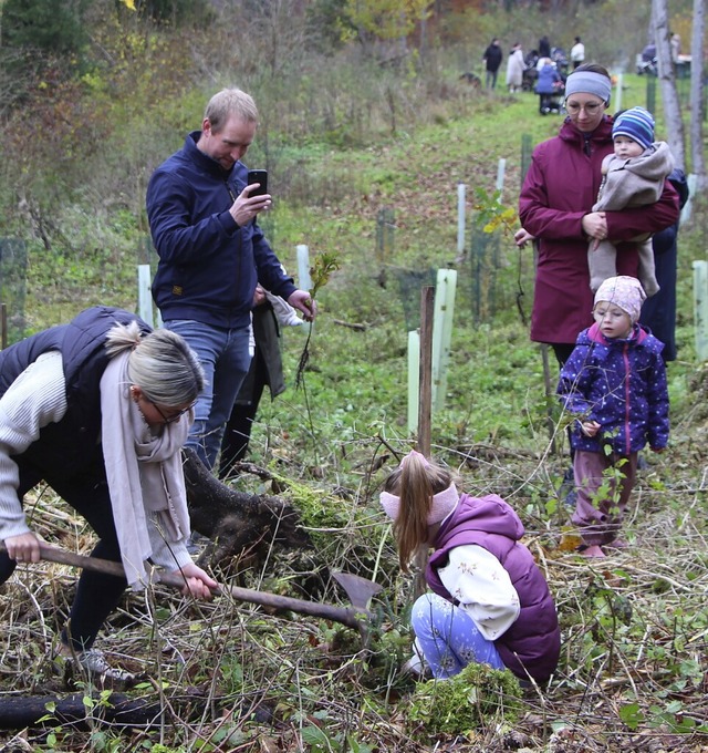 Mit Hacken und Schaufel waren die Setzlinge bald im Waldboden.  | Foto:  Sdkurier