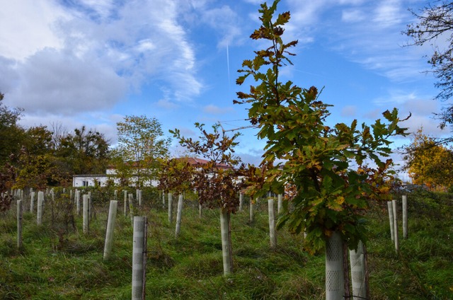 Forst im Gewerbepark Breisgau in Eschbach  | Foto: Gewerbepark Breisgau