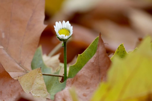   | Foto: Thomas Warnack (dpa)