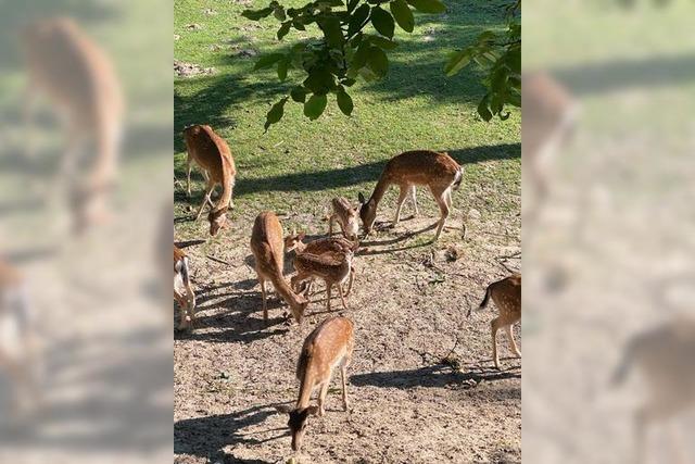 Noch keine heie Spur beim getteten Damwild in Kenzingen