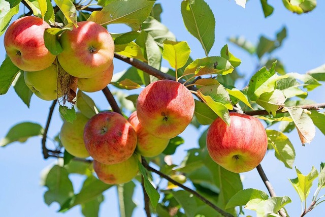 pfel schmecken roh lecker,...  | Foto: Sebastian Gollnow (dpa)