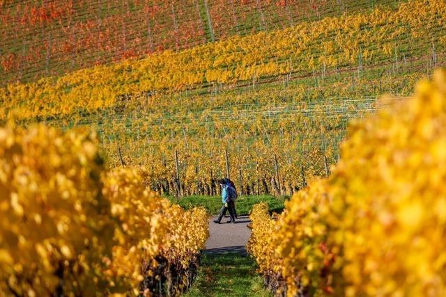 Sonne satt in Sdbaden – der Herbst zeigt seine milde Seite