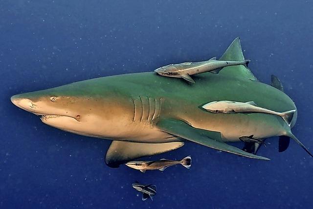 Saugfische – die blinden ungeliebten Passagiere