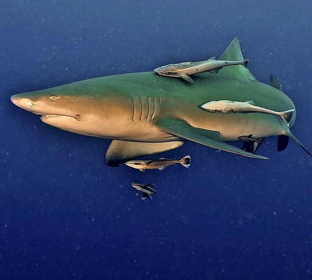 Bei ihren Gefhrten nicht whlerisch: ...fische an einem Zitronenhai angedockt.  | Foto: R. von Riedmatten/Picture Alliance