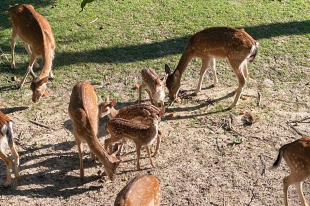 Noch keine heie Spur beim getteten Damwild in Kenzingen