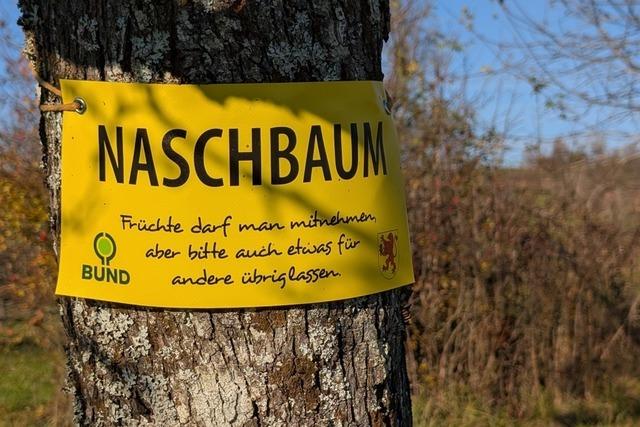 Rheinfelder BUND-Ortsgruppe markiert in Kooperation  mit Stadtverwaltung Bume, an denen genascht werden darf