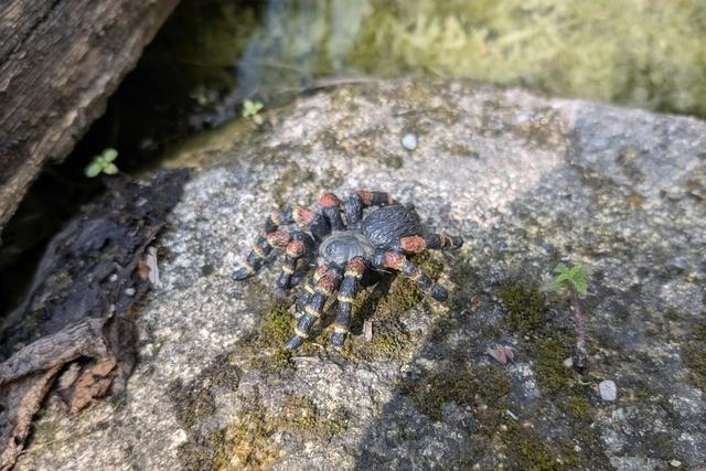 Vogelspinnen-Alarm auf dem Mundenhof