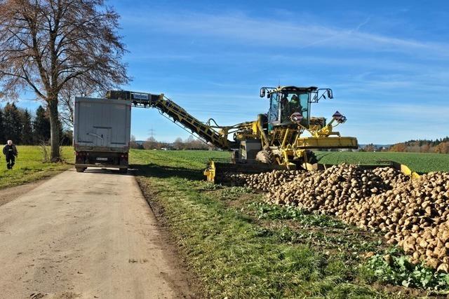Warum Landwirte in Lffingen auf die Zuckerrbe setzen