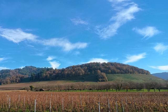 Frster Mangold berichtet ber Entwicklung im Gemeindewald Ballrechten-Dottingen