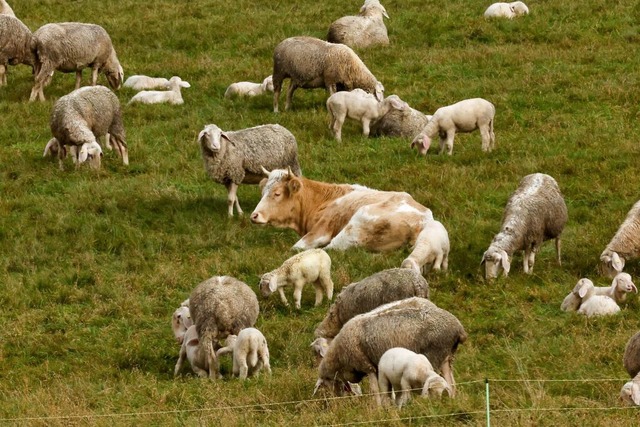 Kuh &#8222;Mcke&#8220; fhlte sich in der Schafherde wohl  | Foto: Thomas Schippl (dpa) 