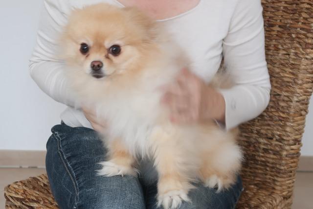 Qualzucht-Urteile fr Frauen aus Badenweiler sind rechtskrftig