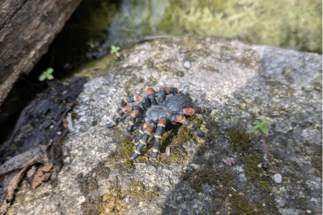 Vogelspinnen-Alarm auf dem Freiburger Mundenhof