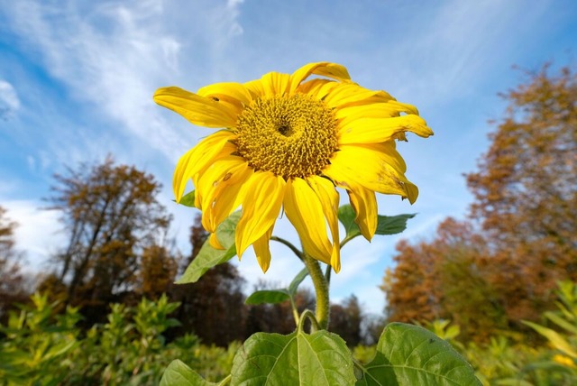 Eine der letzten Sonnenblumen des Jahr...orbergehend wieder wie Sptsommer an.  | Foto: dpa