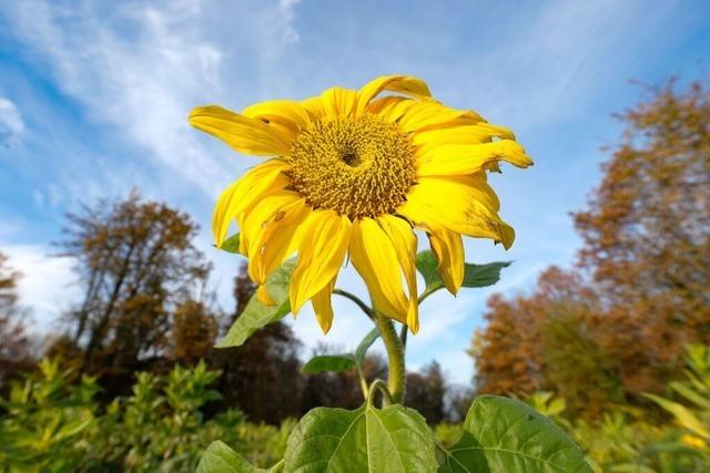 T-Shirt-Wetter im Herbst? Temperaturen ber 20-Grad mglich