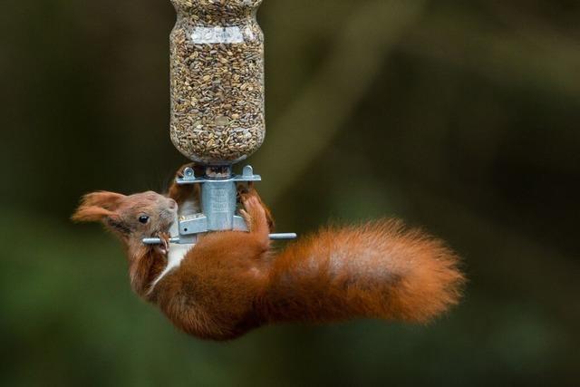 Wie Sie Wildtieren beim berwintern helfen knnen