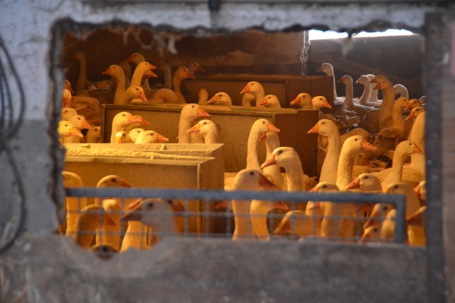 Wegen Vogelgrippe-Gefahr: In allen ent...geschlossenen Stllen gehalten werden.  | Foto: Janina Ruth (bz/Symbolfoto)