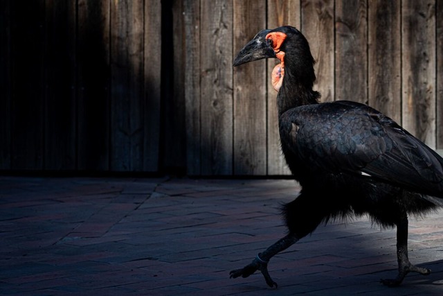 Vgel in fnf Schweizer Zoos werden im...hungsprojekte jedoch bewilligt worden.  | Foto: Moritz Frankenberg (dpa)