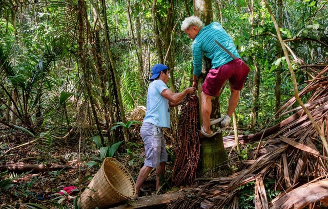 Sie leben im und vom Regenwald: Angeh...uppe der Munduruku ernten Acai-Beeren.  | Foto: Marijn Fidder / Caritas international