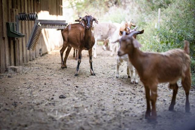 In Tunau pflegt die Weidegemeinschaft Zweistdteblick mit Ziegen und Rindern die Almendflchen