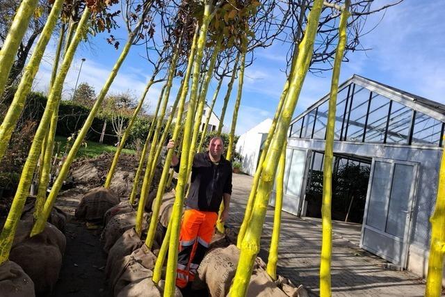 In Grenzach-Wyhlen werden auch in diesem Jahr diverse neue Bume gepflanzt