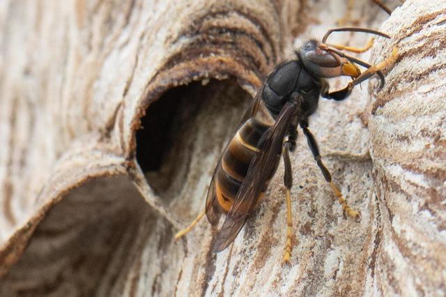 Asiatische Hornisse nistet sich in Schopfheim ein – Stadt lehnt aber einen lokalen Bekmpfungsplan ab