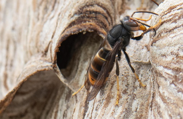 Auf dem Vormarsch: die Asiatische Hornisse.  | Foto: Boris Roessler (DPA)
