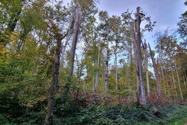 6000 Bume sollen 2026 in Kandern gepflanzt werden