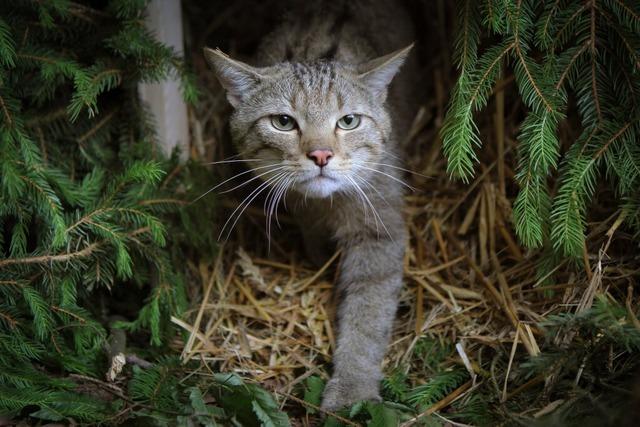 Warum eine Kastrationspflicht beim Schutz der Meienheimer Wildkatzen helfen knnte