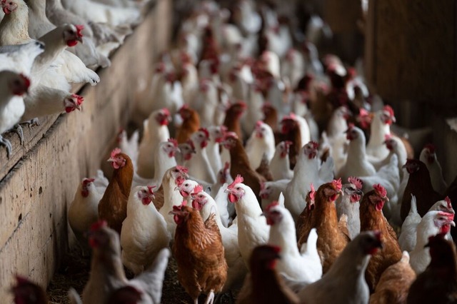 Hhner mssen zum Teil jetzt im Stall gehalten werden.  | Foto: Marijan Murat (dpa) 