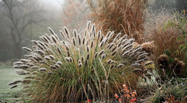 Bleiben in Form: Ziergräser wie Chinas...s sind auch im Winter sehr ansehnlich. | Foto: IMAGO/Zoonar/Jörn Kastens Bleiben in Form: Ziergräser wie Chinas...s sind auch im Winter sehr ansehnlich. | Foto: IMAGO/Zoonar/Jörn Kastens