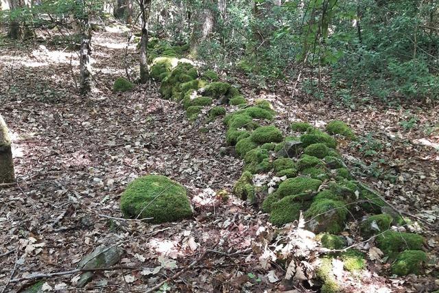 So erklrt sich die Grenzmauer im Rippolinger Wald als Weidebegrenzung