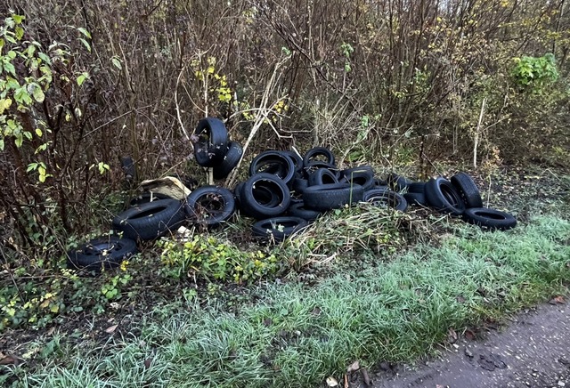 Im Kaiserwald nahe Mahlberg werden 56 Altreifen illegal entsorgt.  | Foto: Stadt Mahlberg