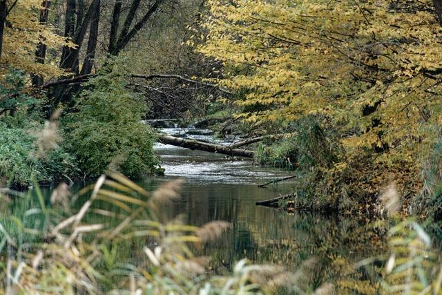 Land beharrt auf Flutungen im Polder Wyhl/Weisweil und sieht "Meilenstein fr den Hochwasserschutz"