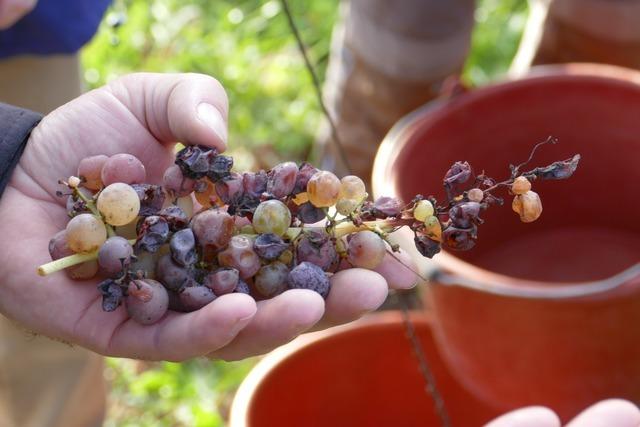 Edelser Wein mit wenig Alkohol: Das Weingut Krebs in Binzen ist auf dem Weg zur ersten Beerenauslese
