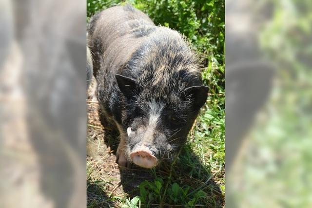 Welche Handstnde die Stadt Laufenburg fr Fundtiere unternimmt