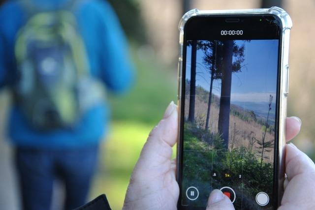 Invasive Pflanzenarten bedrohen den Murger Gemeindewald
