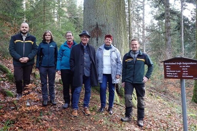 Elzacher Naturdenkmal wchst weiter