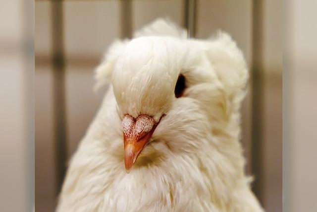 Ausdauer ist als Kleintierzchter gefragt