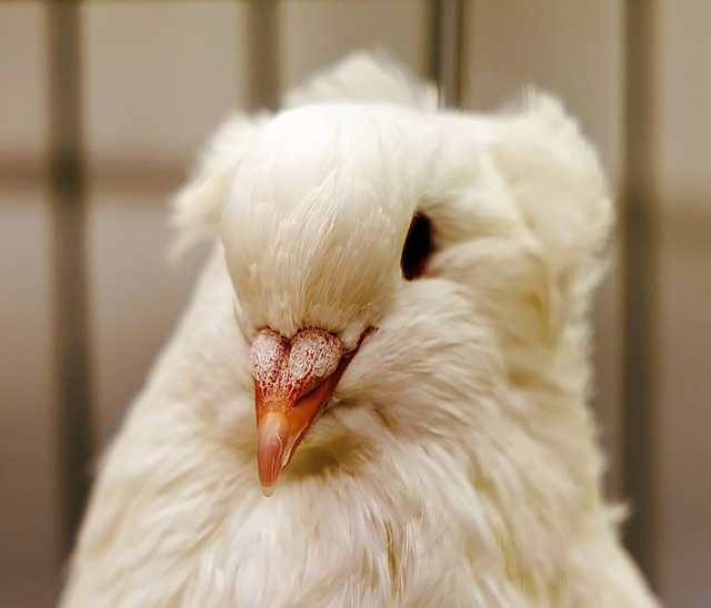 Solche tierische Schnheiten gab es bei der Kleintierschau zu sehen.  | Foto: Hubert Gemmert