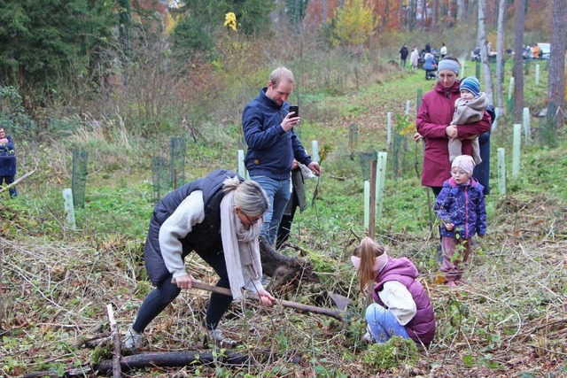 Mit Hacken und Schaufel waren die Setzlinge bald im Waldboden. | Foto: Südkurier Mit Hacken und Schaufel waren die Setzlinge bald im Waldboden. | Foto: Südkurier