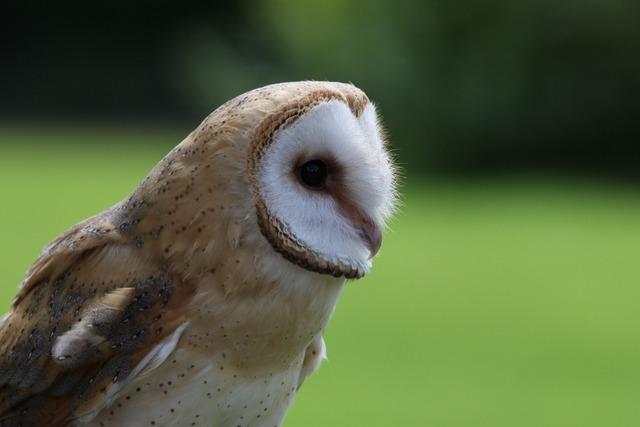 Eine Eule hat in Lahr fr einen Polizeieinsatz gesorgt