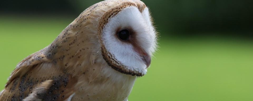 Eule lst Polizeieinsatz in Lahr aus