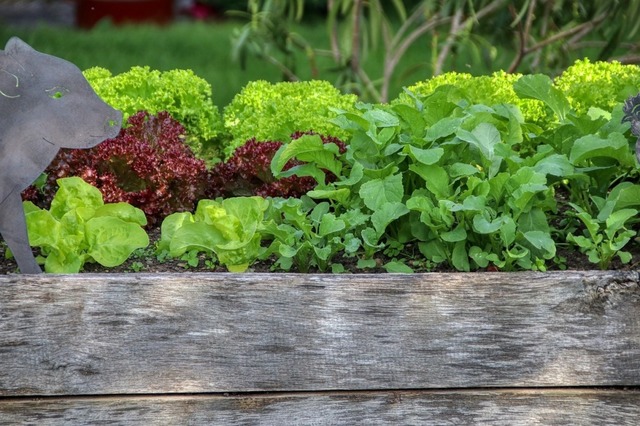 In der neuen Saatgut-Ausleihe der Stad...e auch Salat-Samen ausgeliehen werden.  | Foto: Pixabay