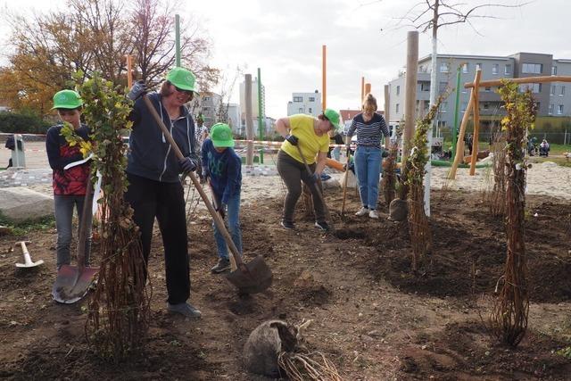 Bei einer Pflanzaktion in Weil am Rhein machen 50 Freiwillige ihr Quartier grner