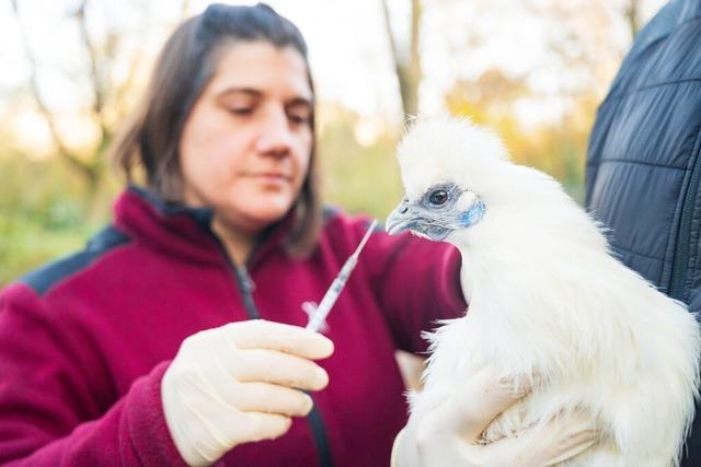 Ist die Vogelgrippe bereits am Hochrhein angekommen?