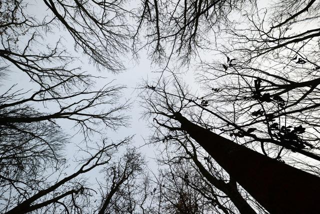 Der Gottenheimer Wald soll klimaresilienter aufgeforstet werden