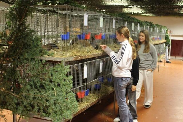 In Wehr-flingen zeigen Kleintierzchter mehr als 100 Kaninchen