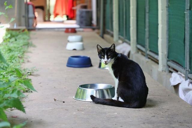 Die Kommunen kommen um die Finanzierung des Lahrer Tierheims nicht herum
