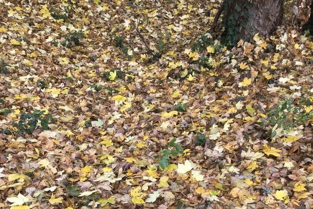 Das mssen Anwohner in Weil am Rhein ber die Entfernung von Herbstlaub wissen